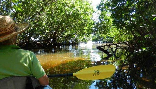 Buck Key Mangrove Trail guided kayaking tours are available everyday.