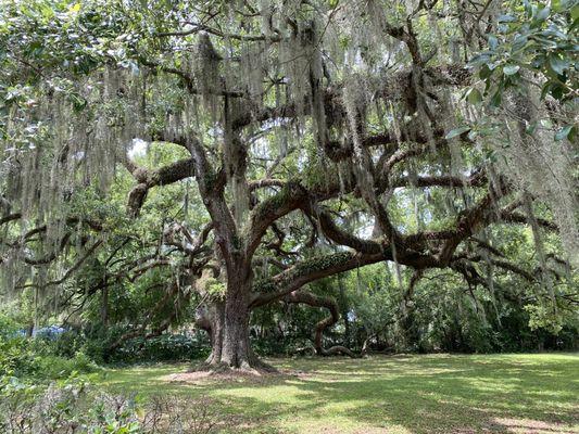 Majestic Old Tree 5/16