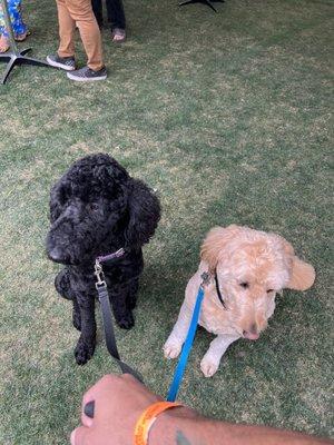 My two older dogs at jujitsu tournament