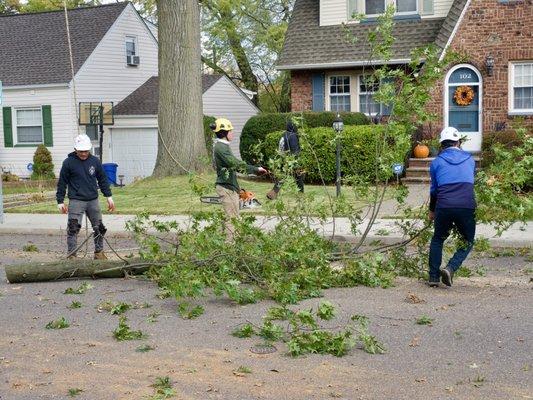 Retrieving a cut branch from the street.