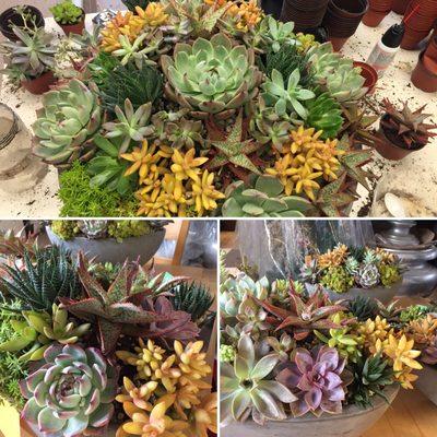 Succulent rotations to brighten your office.