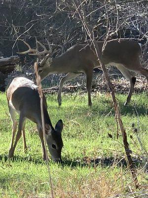 Several deer along the trail.