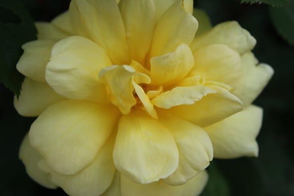 A macro shot of one of our blooms.