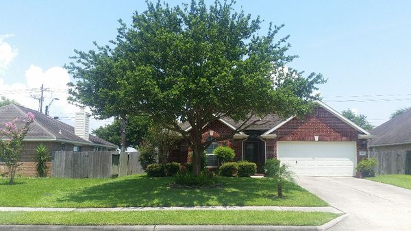 Oak tree we pruned