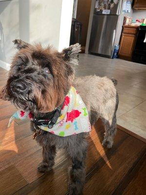 Pictures of after grooming from twice different experiences at paper city paw. Look how handsome!