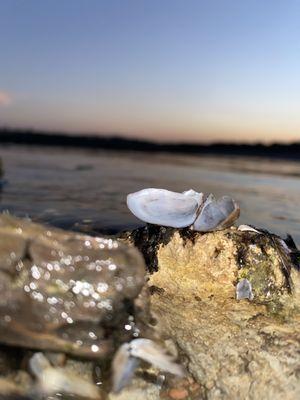 Explore rocks and shells.