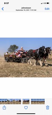 Clydesdale team drawn people hauler/party wagon