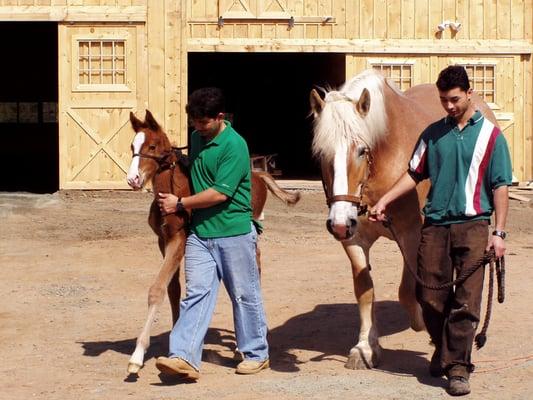 Buttercup and Zephyrus going out for the day 2004