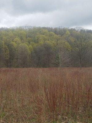 The meadow and the forest