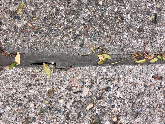 caulk separated from concrete. Locust leaves give scale of gap.