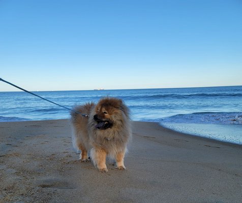 More of Kona on the beach in Virginia Beach,Va.