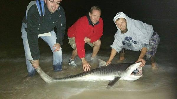 beautiful tiger shark