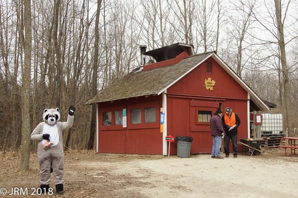 Welcome to Maple Syrup Day! I think the raccoon was warmer than I was with that suit.