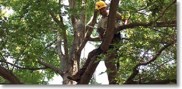 Tree Service