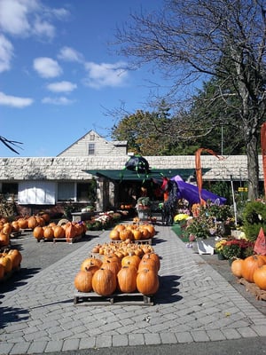 Amodio's Garden Center & Flower Shop