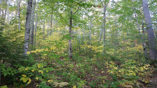 Green and yellow hues of fall.