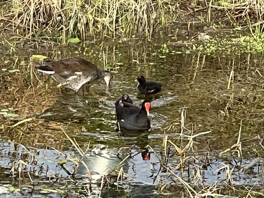 Moorhen chicks