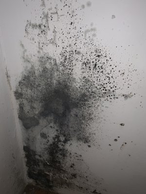 Mold infested buildings. Causes respiratory problems.