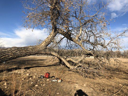 Cleaning up an uprooted cottonwood