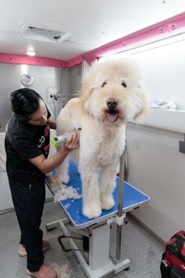 Love the process! Golden Doodle groom by Coco's Mobile Grooming