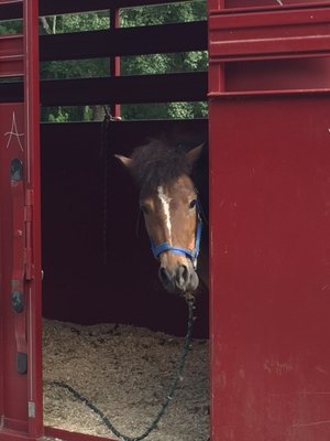 Freedom loves the trailer.