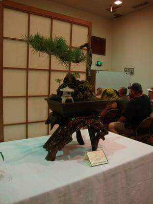 1st Bonsai tree @ the Cherry Blossom Festival June 23rd 2013 visit.