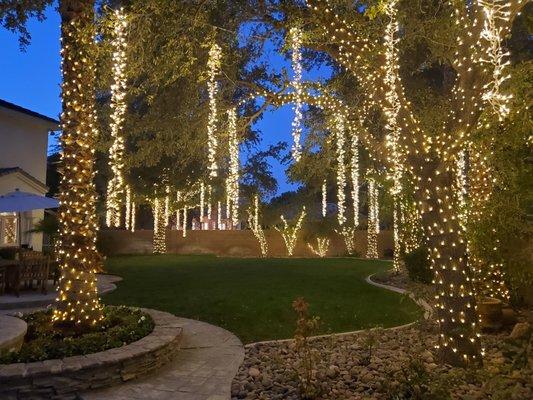 Backyard Wedding Lights