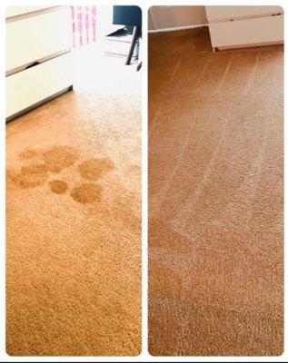 Carpet Pet stain removal before and after.