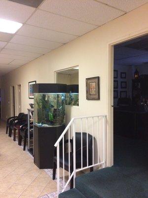 Great aquarium absolutely amazing chiropractor Dr Monaco!