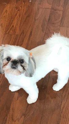 Coco is feeling great after her day at the salon! Tammy did an excellent job! You won't be disappointed with Epic Pets Salon.