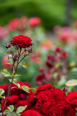 Berkeley Municipal Rose Garden