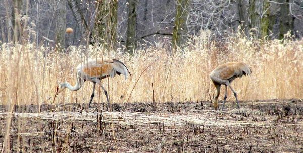 Nesting Sandhill Cranes at deer Grove East.