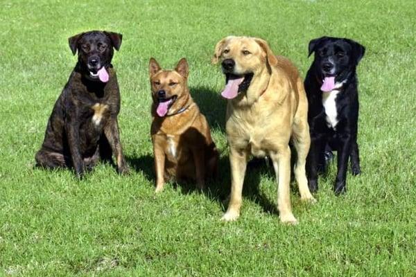 Blaine Kennels Boarding, Training and Daycare offers exceptional daycare services. To better serve you and your pets, we woul...