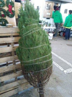 Wrapped tree