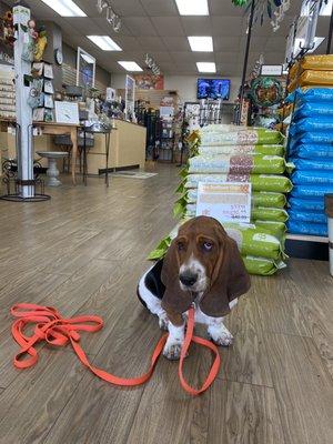 The store is dog-friendly for well-behaved pooches