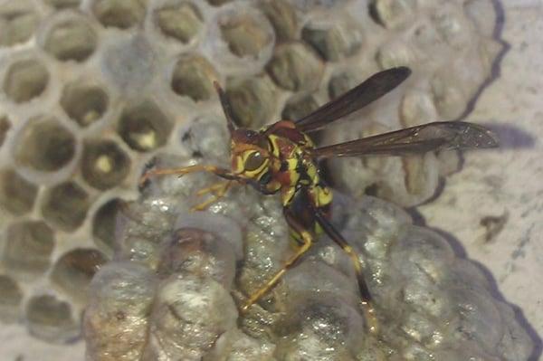 Bee Hive Removal and Wasp Removal