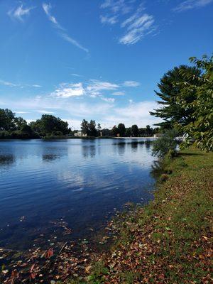 Leaves Falling Already