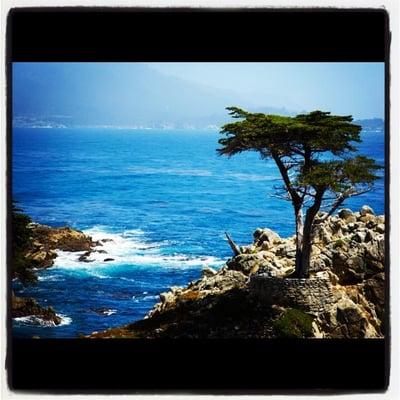 The Lone Cypress Tree in Monterey.