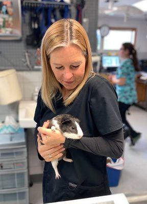 guinea pig exam