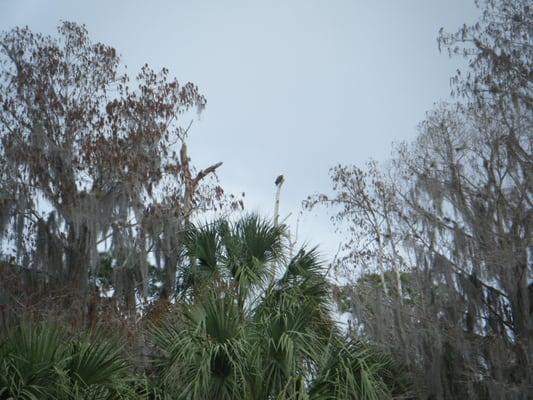 Bald eagle in tree