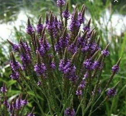 Ahh Lavender!  Good for sleep, calms, and quiets!