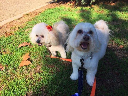 Happy dogs, healthy dogs thanks to Bullard Marks.