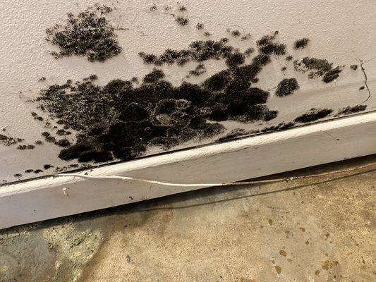 Black mold due to leak after repair