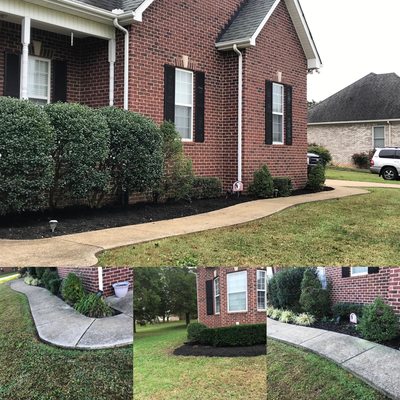 Before and after trimming and putting in mulch