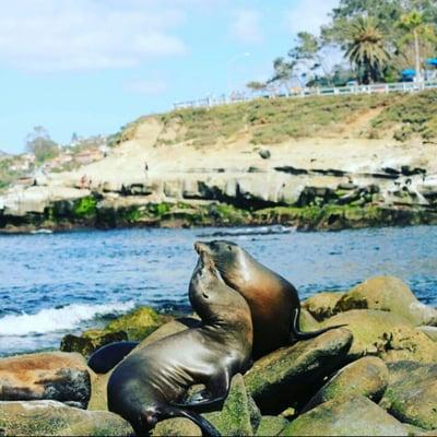 La Jolla cove sea lions