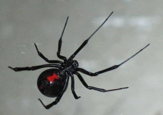 Black widow spiders are poisonous.