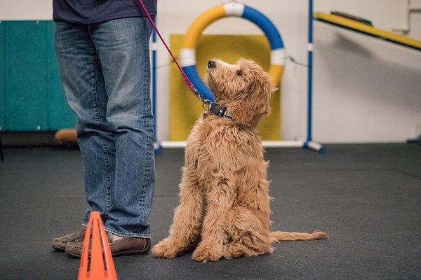 One of the stars of our puppy class!