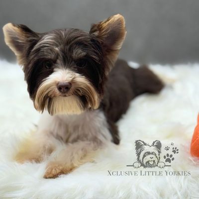 Beautiful chocolate parti yorkie