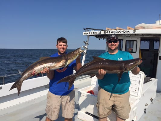 Cobia