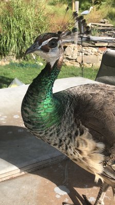 Percy the surrendered Peahen